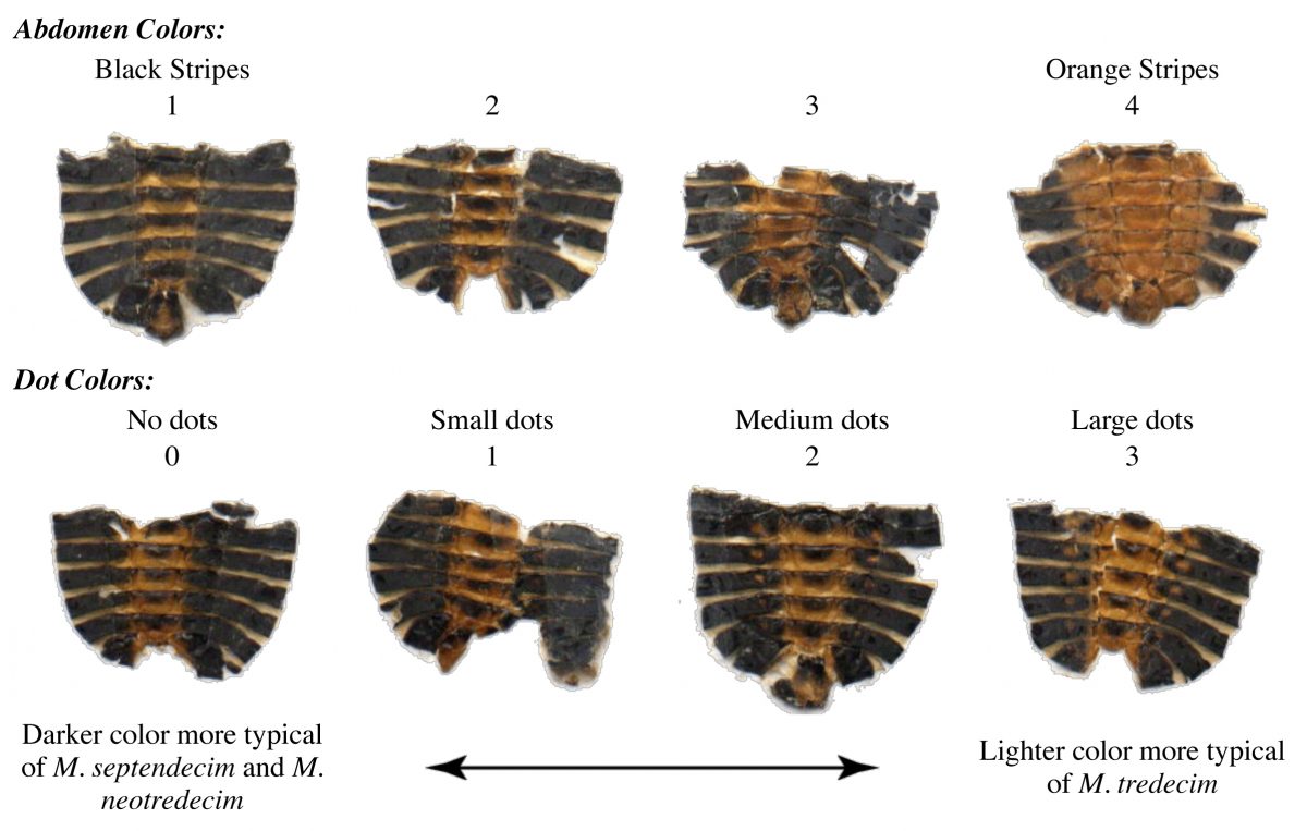 Images of typical abdomen colors from Martin and Simon (1988)