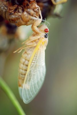 Molting cicadas