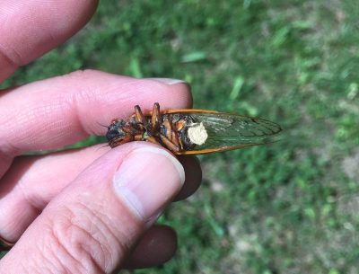 Periodical cicada with fungus infection