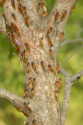 Many cicadas on a tree trunk