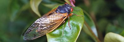 A periodical cicada