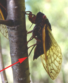 Ovipositing female cicada