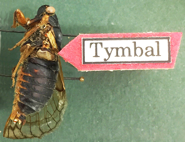 Cicada dissection with tymbal indicated