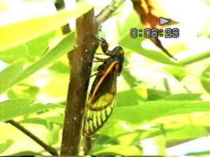 Image of female periodical cicada feeding