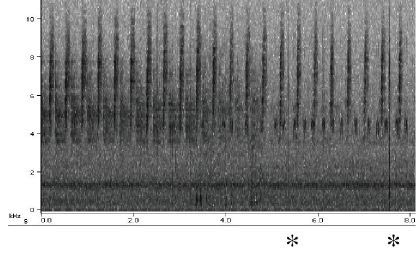 M-decula sonogram of male call and female wing flick.