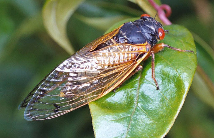 Periodical Cicada on leaf