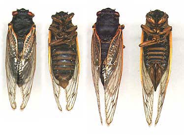 M. neotredecim L-R: Male dorsal, Male ventral, Female dorsal, Female ventral.