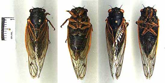 M. cassini L-R: Male dorsal, Male ventral, Female dorsal, Female ventral.