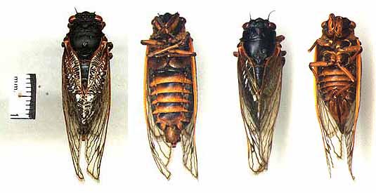 Magicicada septendecim L-R: Male dorsal, Male ventral, Female dorsal, Female ventral. 