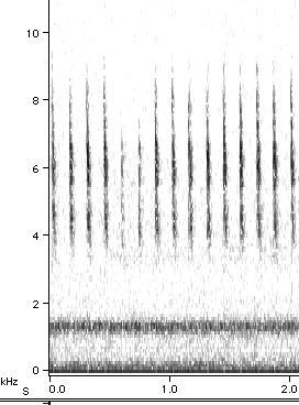 Sonogram of M. septendecula Courtship III song