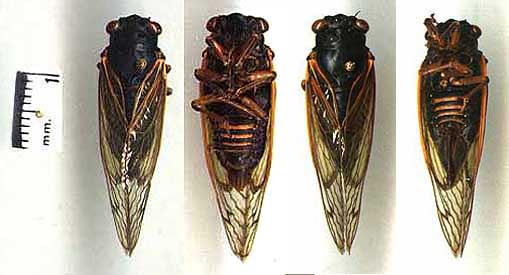 M. septendecula L-R: Male dorsal, Male ventral, Female dorsal, Female ventral. 