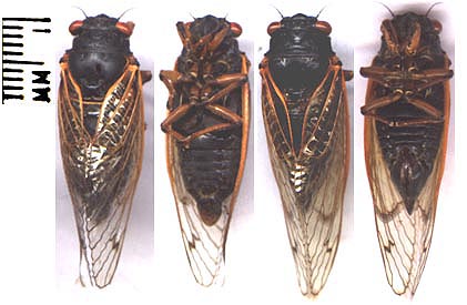 M. tredecassini L-R: Male dorsal, Male ventral, Female dorsal, Female ventral.