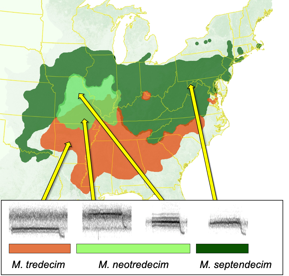 Map of reproductive character displacement of -decim species with audio sonograms of species.
