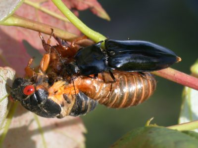 Beetle eating a periodical cicada