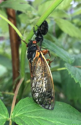 Spider eating cicada