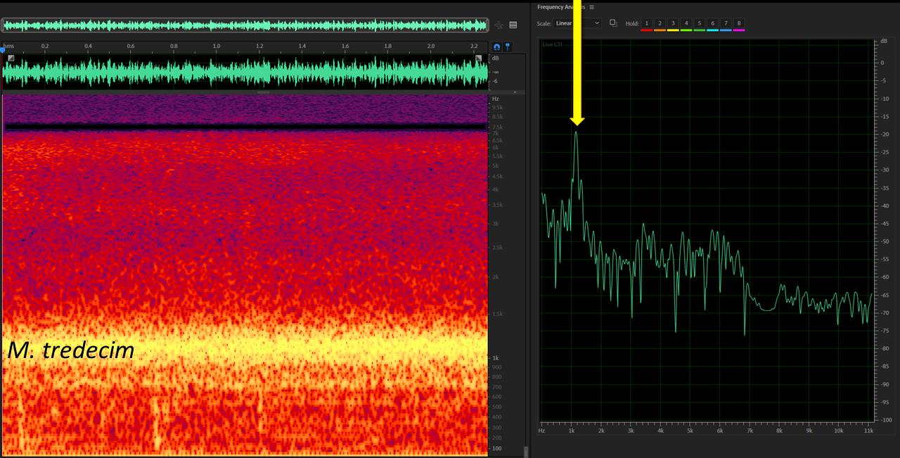 Spectrogram and Power Spectrum of an M. tredecim chorus.