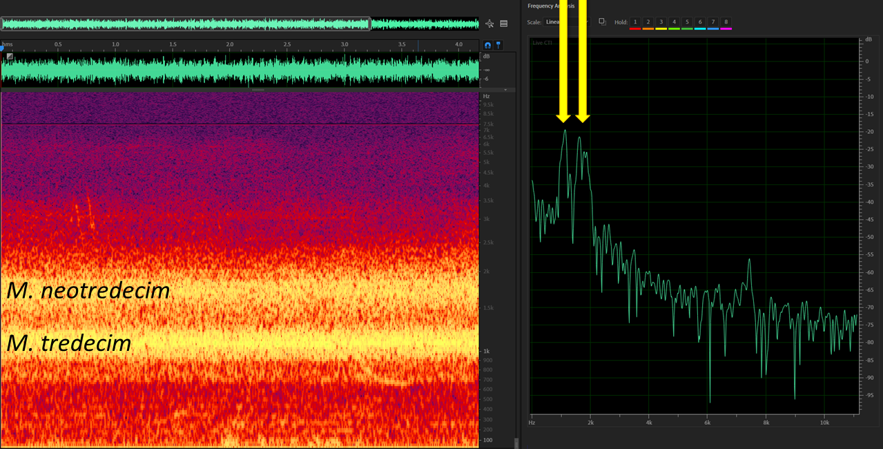 Spectrogram and Power Spectrum of a mixed M. neotredecim (displaced) and M. tredecim chorus.