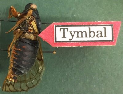 Cutaway view of tymbal on periodical cicada