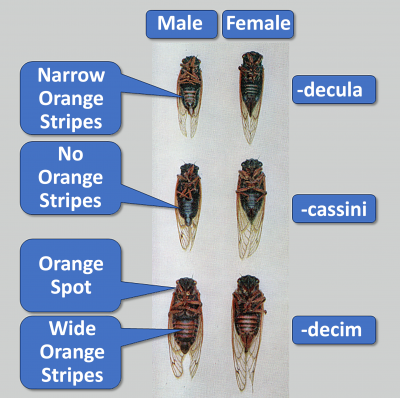Periodical cicada species groups. Males on left, females on right. From top: -decula, -cassini, -decim. The -decula group have narrow orange abdominal stripes. The -cassini group have no abdominal stripes. The -decim group have wide orange abdominal stripes and an orange spot behind the eye.
