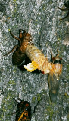 Molting cicada