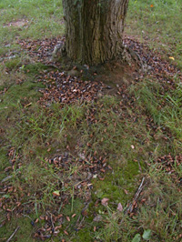 Dead cicadas at base of tree.