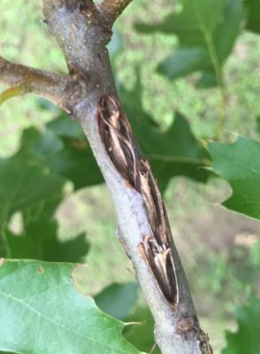 Eggnests in branch