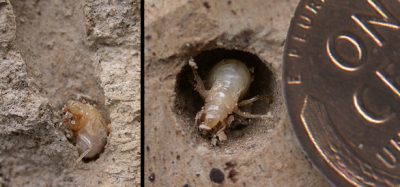 Nymph in hole; nymph in hole next to penny