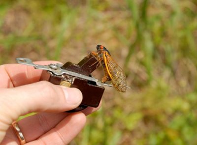 Male cicada sitting on a light switch
